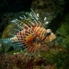 Perutyn ohnivy - Pterois volitans - Lionfish o8229